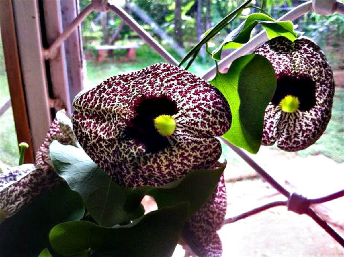 Duck flower sea moss