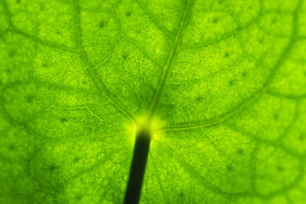 Chlorophyll sea moss